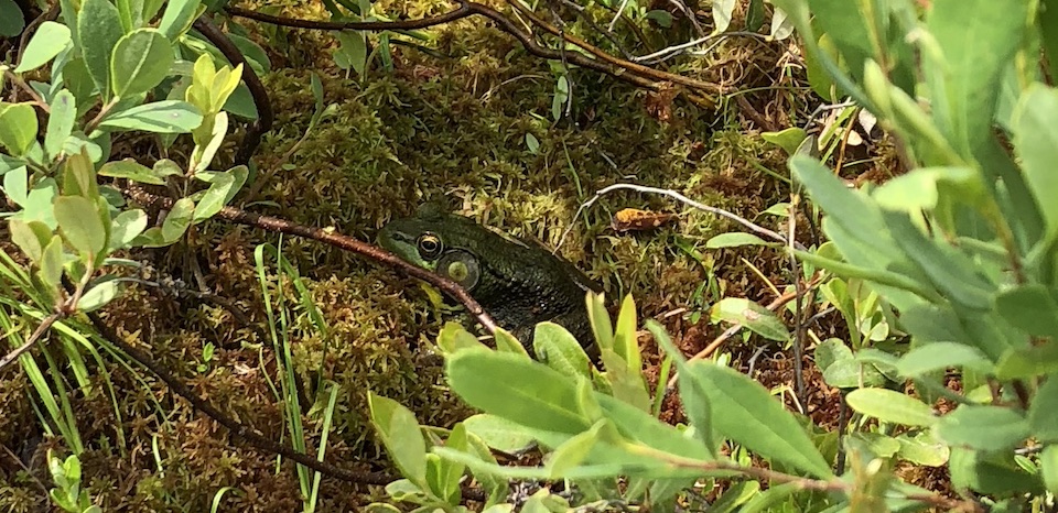 During his survey, Garreth identified three of these Green Frogs.