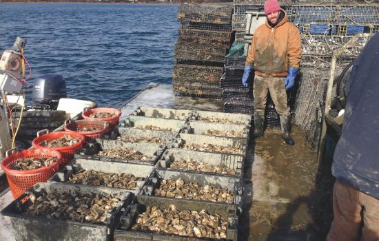 Lane Hubacz harvesting Basket Island Oysters.