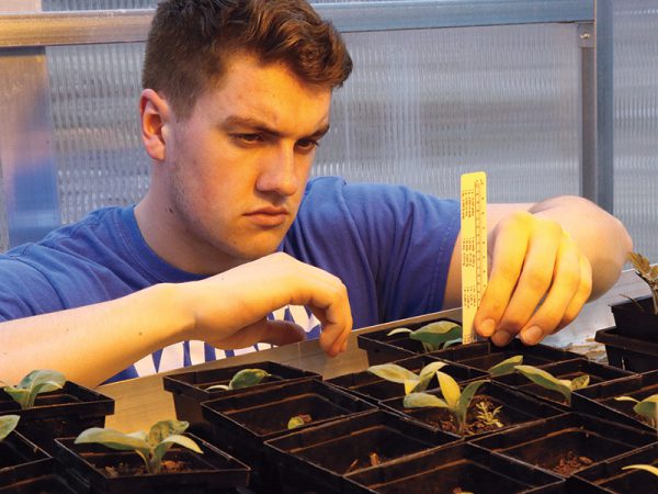 Tyler Barrows ’20 measures and documents the growth of eggplant seedlings under a sunlamp in order to compare growth rates under varying conditions.