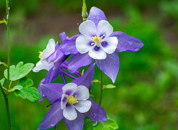 Purple Columbine blossoms. Photo: Caleb Gravel '19